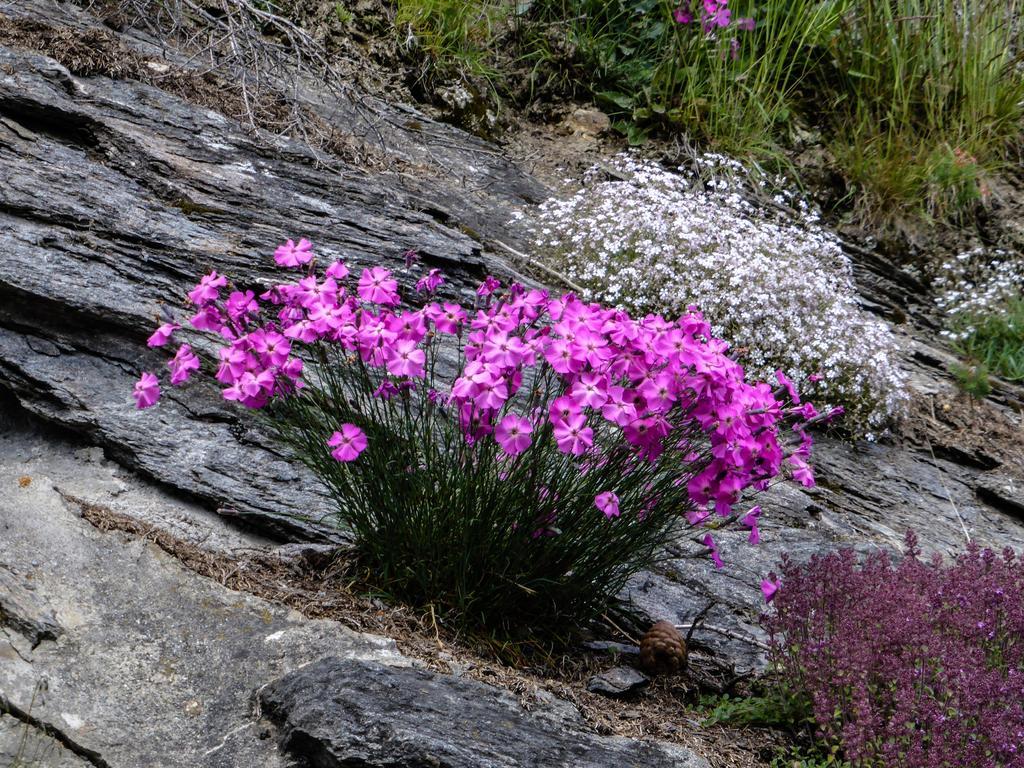 Appartementhaus Angerer - Feriendomizile Pichler Heiligenblut Exteriör bild